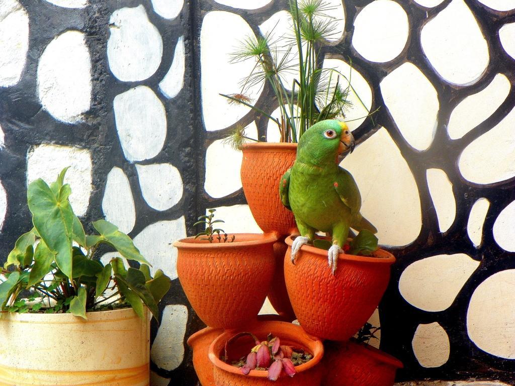 Posada Martha Tolima Salento Ruang foto